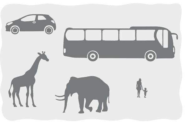 Bus, Fahrzeug, Elefant, Tierwelt, Person