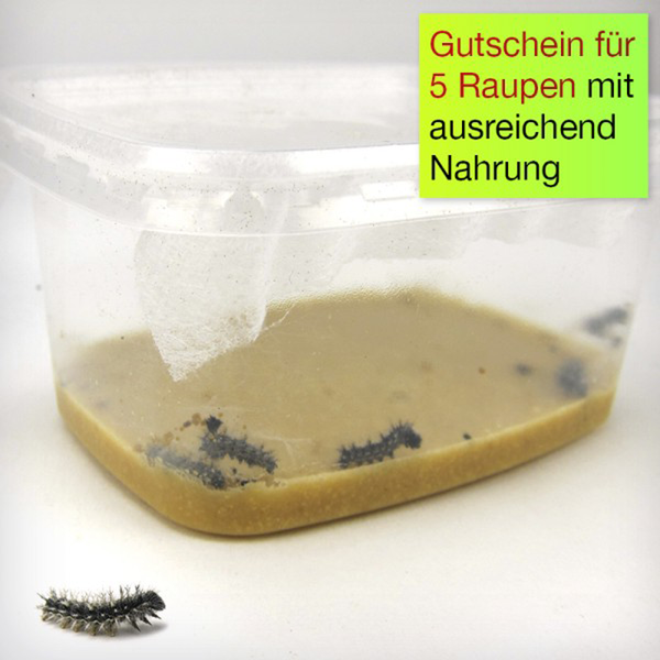 Zuchtset Schmetterlinge