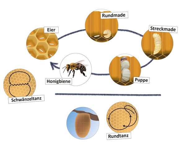 Lebenszyklus und Kommunikation Honigbiene, magnetisch, 16-tlg.