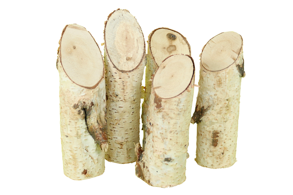 Holz, Pflanze, Baum, Baumstamm