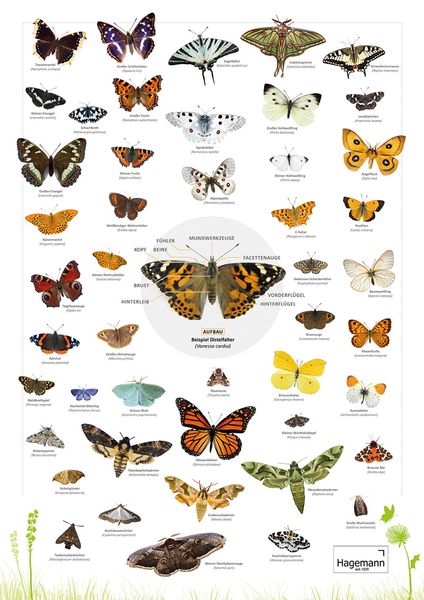 Naturposter A2 - Schmetterlinge