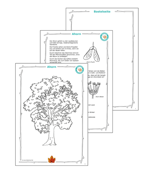 Natursammelheft: Bäume