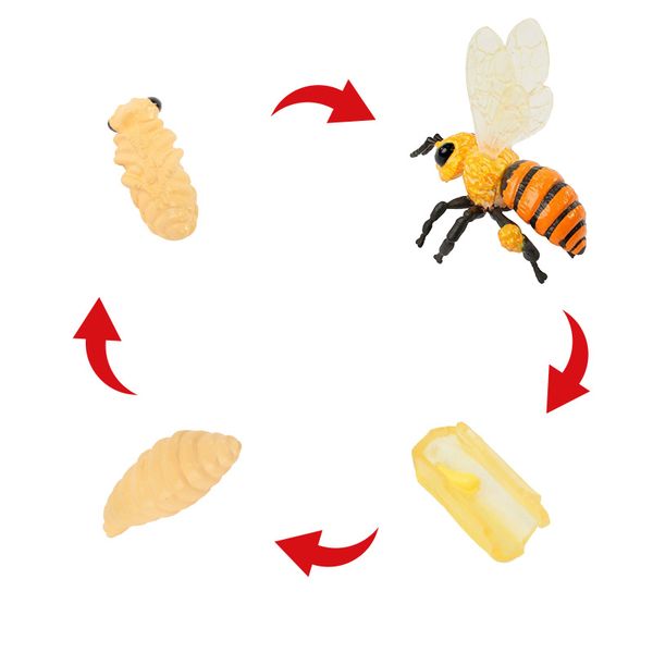 Lebenszyklus-Modell Honigbiene, 4-tlg.