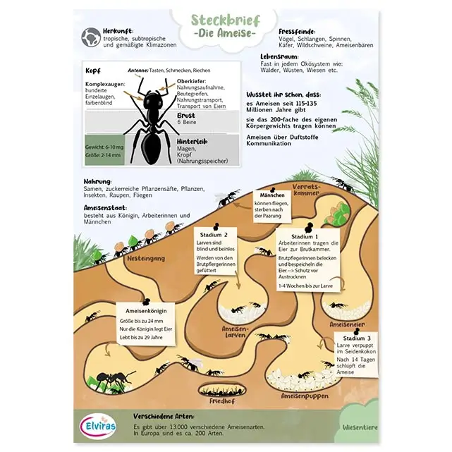 Steckbrief über die Ameise