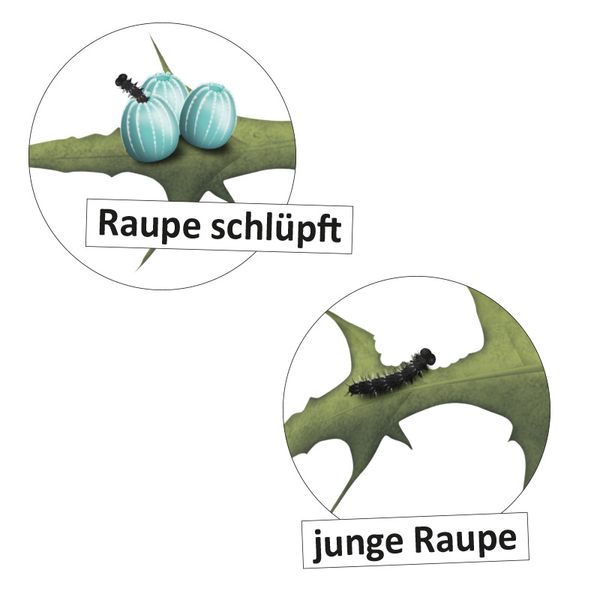 Lebenszyklus Schmetterling, magnetisch, 16-tlg.