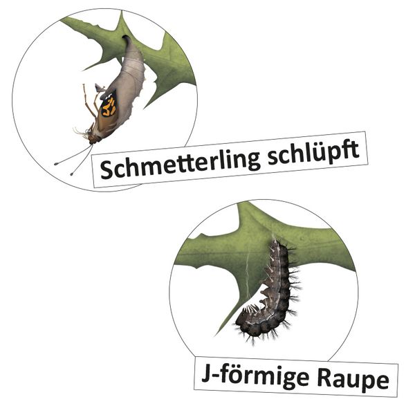 Lebenszyklus Schmetterling, magnetisch, 16-tlg.