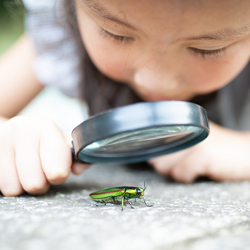 Insekten