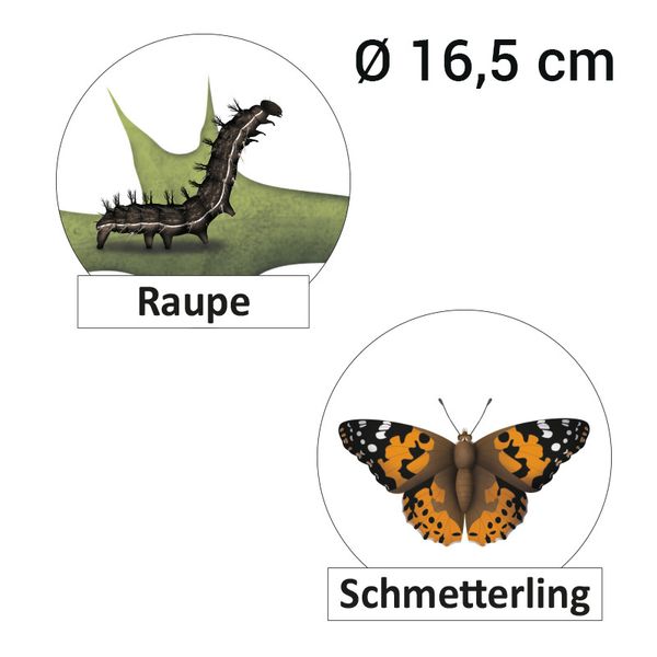 Lebenszyklus Schmetterling, magnetisch, 16-tlg.